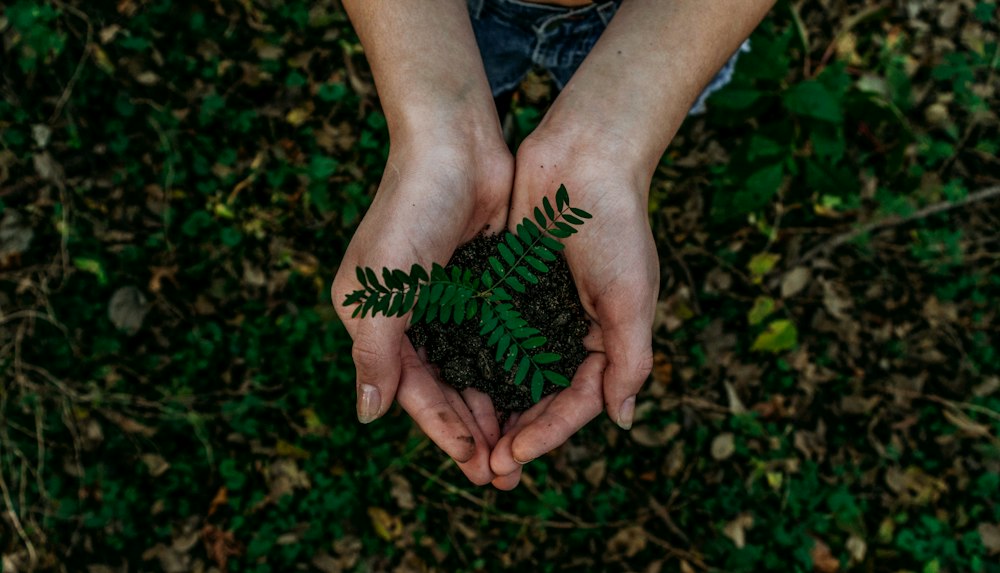 La guía de árboles nativos para reforestar la ciudad